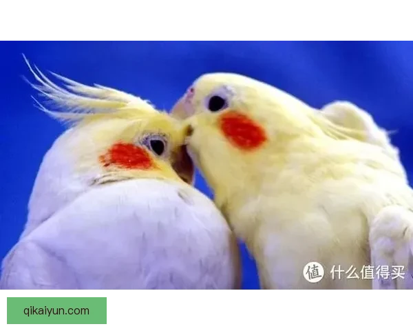 西甲红白鹦鹉状态回暖，近期表现值得关注